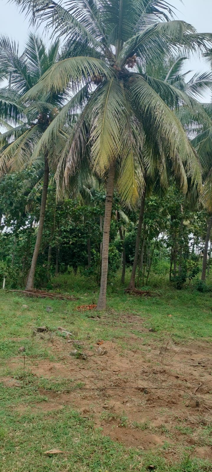Farm land at Utheramerur