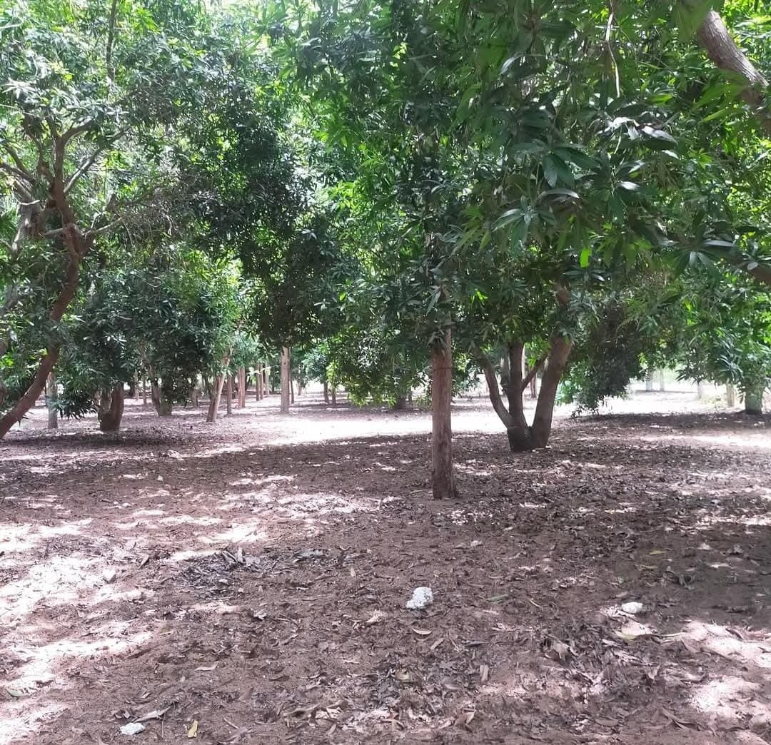 Secure your future!!! Invest in Farmland to safeguard your future/generations. - Image 6